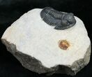 Nice Gerastos Trilobite - #11001-3